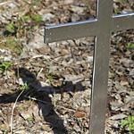 Massa, feti e arti amputati tra le tombe 