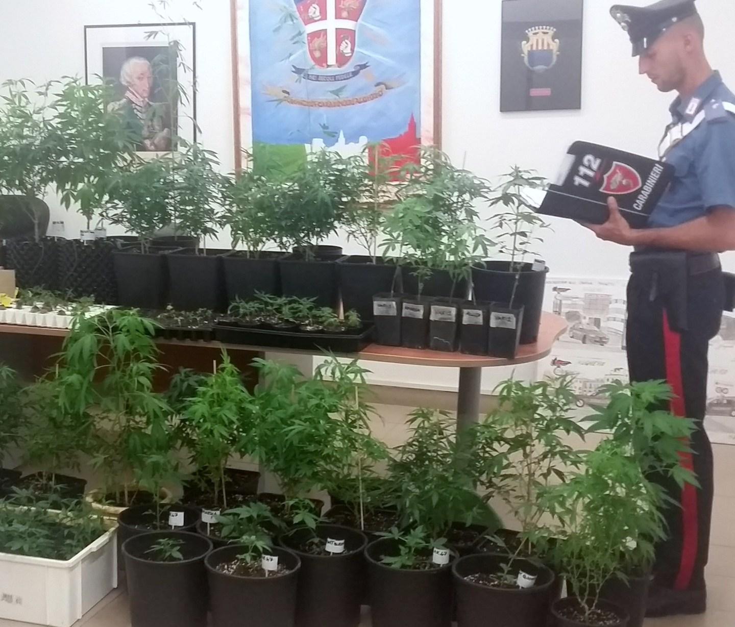 Coltivazione di cannabis, un arresto 