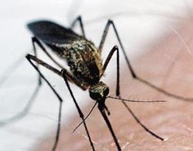 Febbre del Nilo, scatta l’allerta nell’isola 