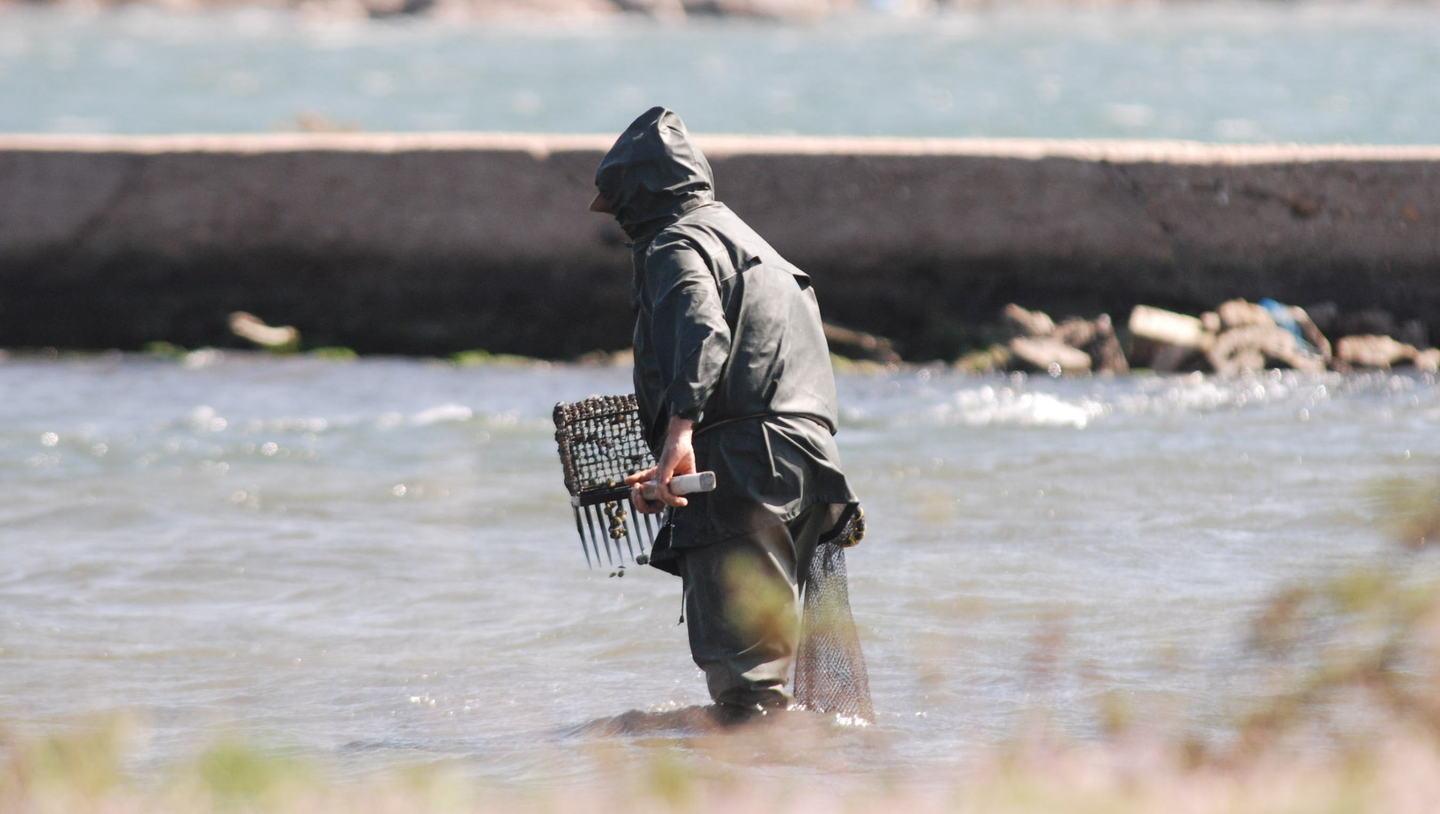 L’acqua è troppo calda, moria di cozze nel golfo di Olbia