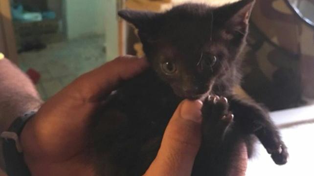 Gattino prigioniero di un'intercapedine, liberato dai vigili del fuoco