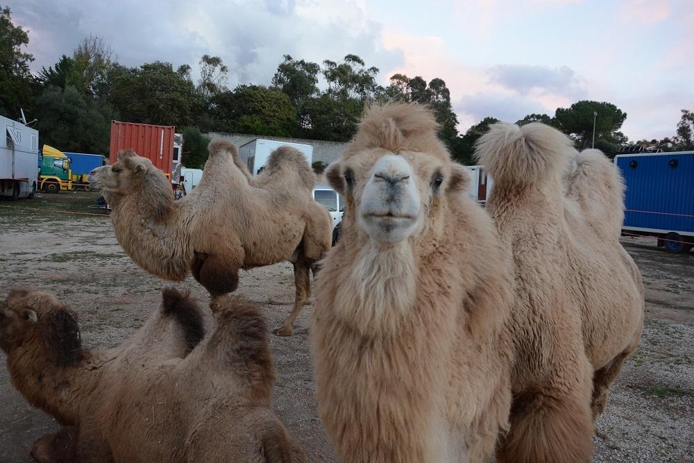 Il sindaco di Seneghe sospetta (ironicamente) che qualcuno allevi cammelli