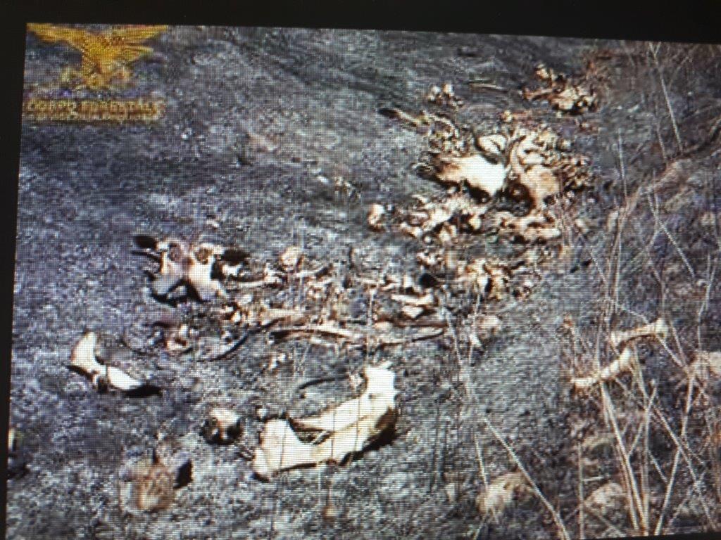 Simaxis, l'incendio porta alla luce una discarica di animali