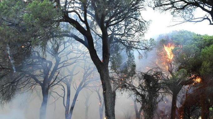 Chi ama la pineta è invitato Torna il grande concerto