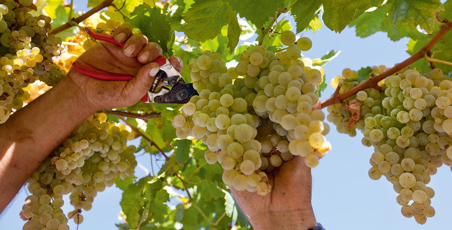 Filari stracolmi, in Sardegna sarà una vendemmia record 
