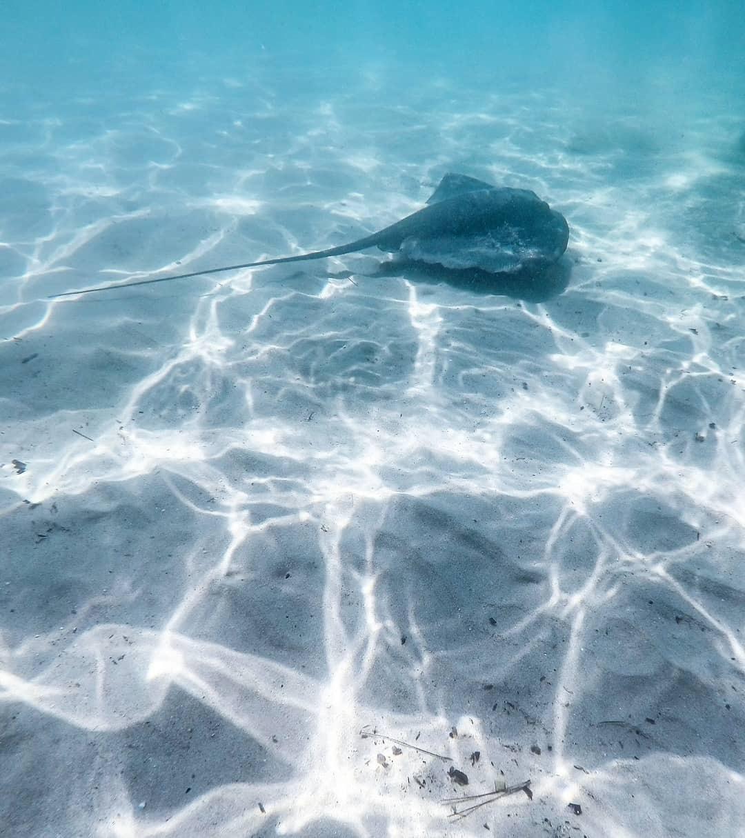 Pastinache, è boom di avvistamenti nei litorali dell’isola 