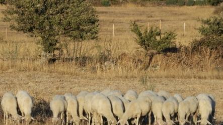 Un sospetto caso di scrapie, sequestrato allevamento ovino 