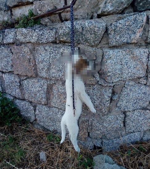 Un’ondata di sdegno per il cucciolo impiccato 