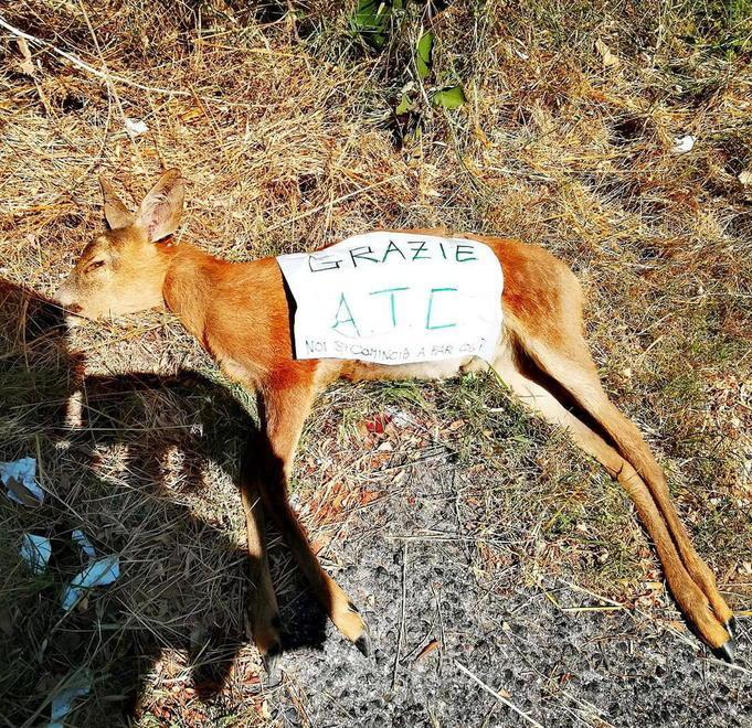 La foto scattata da Lorenzo Lombardi al capriolo ucciso e abbandonato