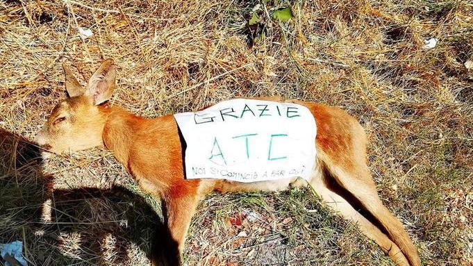 La foto scattata da Lorenzo Lombardi al capriolo ucciso e abbandonato