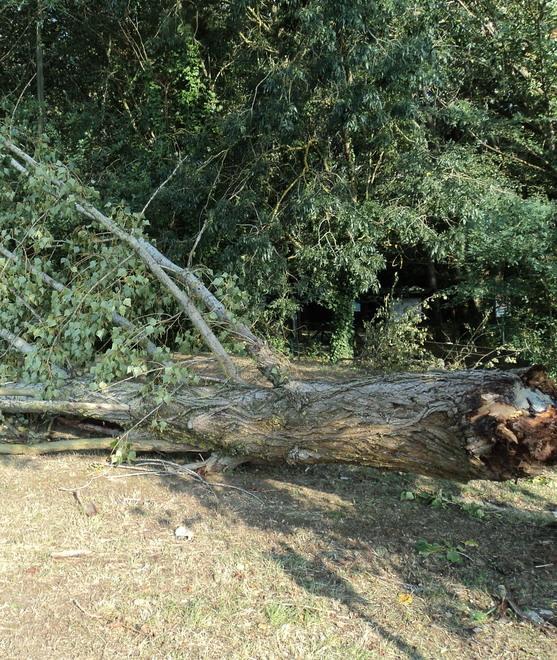 Ancora alberi caduti al Bosco della Panfilia