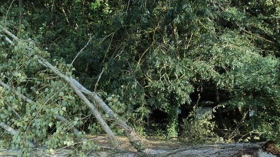 Ancora alberi caduti al Bosco della Panfilia