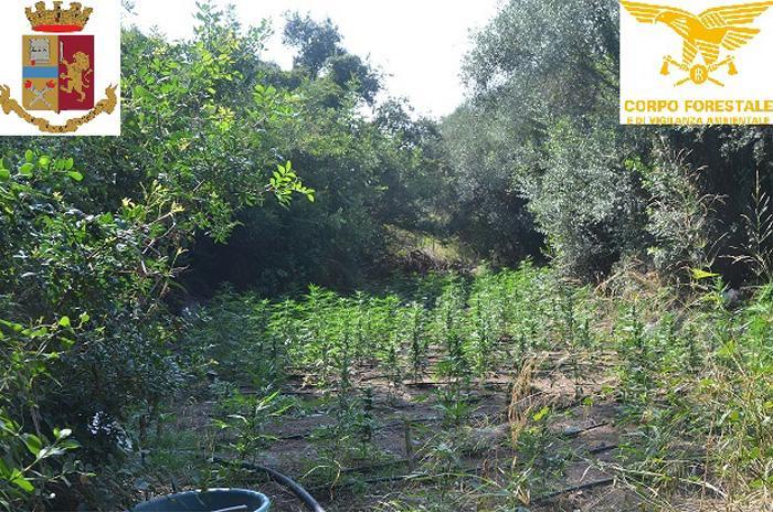 Maxi piantagione di marijuana scoperta a Bari Sardo