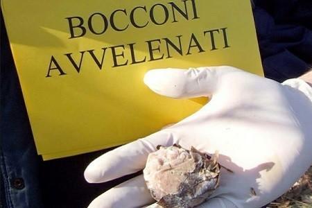 Cani morti per i bocconi avvelenati: controlli dei carabinieri