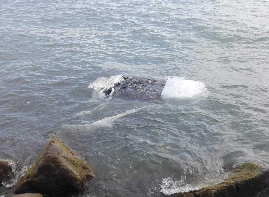 Ecoballa di rifiuti in mare In azione motovedetta e uomini della capitaneria
