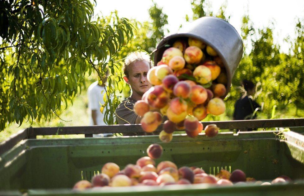 Frutta, stagione in rosso Mancano 1.500 ettari 