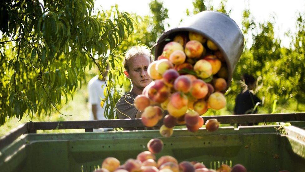 Frutta, stagione in rosso Mancano 1.500 ettari