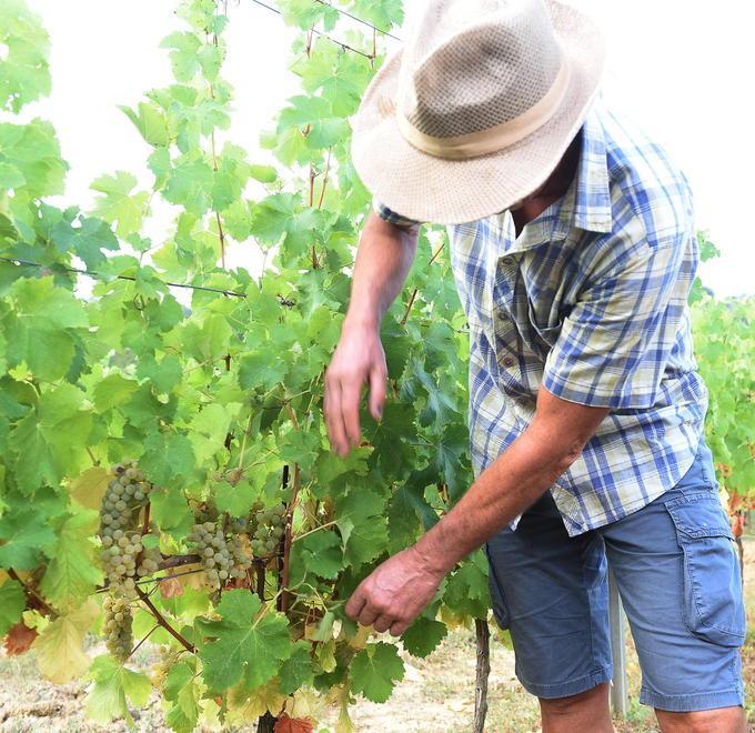 Partenza anticipata per la vendemmia 