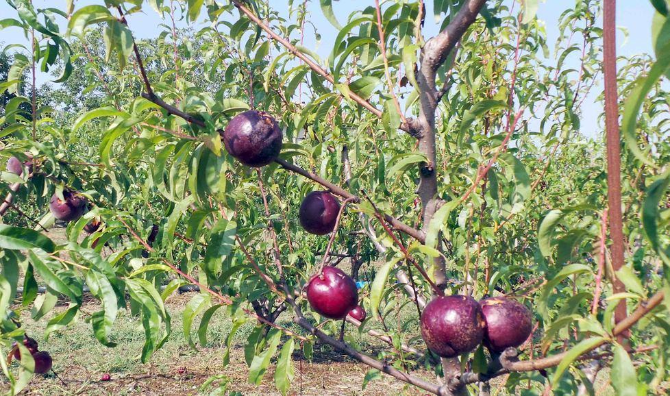 Calano le coltivazioni Albicocche dimezzate, pesche in calo del 20% 
