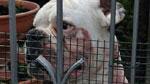 Azzannato al viso dal suo cane