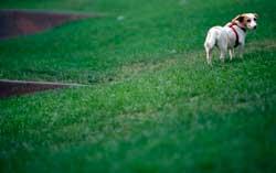 Seppelire Fido in giardinoda oggi a Livorno si può