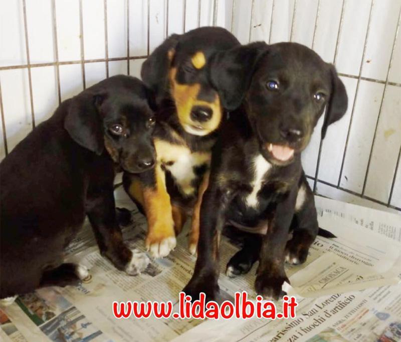 Emergenza abbandoni di cani e gatti in Gallura