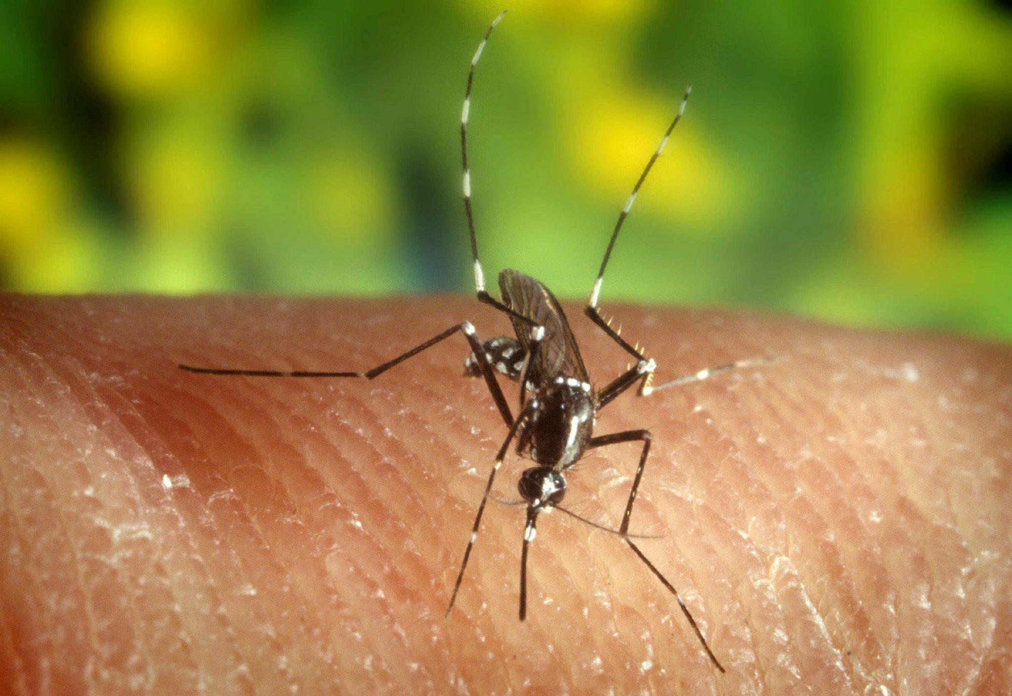 Il virus viene trasmesso all'uomo dalla puntura delle zanzare