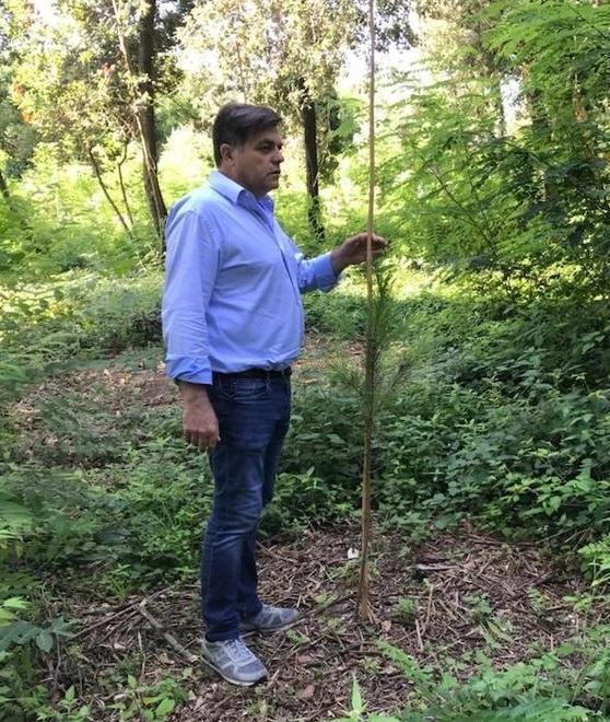 Parco della Versiliana la riforestazione va bene