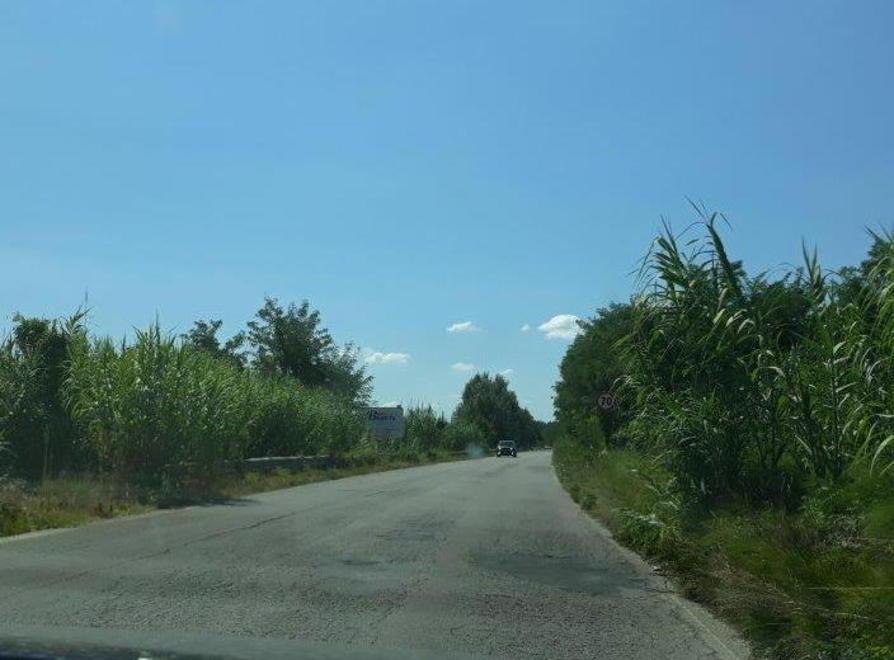 Mammianese “nascosta” dall’erba troppo alta