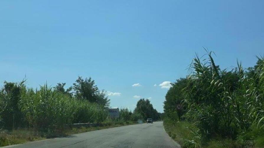 Mammianese “nascosta” dall’erba troppo alta