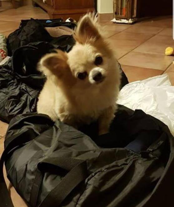 Cagnolino aggredito e ucciso da un randagio