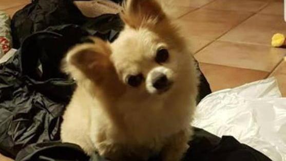 Cagnolino aggredito e ucciso da un randagio