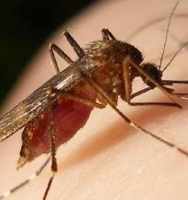 West Nile, nuovo caso. Ricoverato turista: è in gravi condizioni 