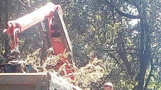 Piante a rischio crollo in pineta di Ponente al lavoro per verificarle e segnalarle