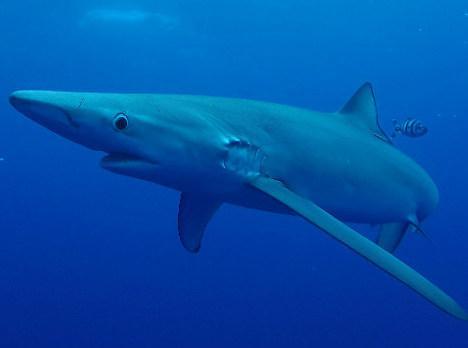 Un grande squalo elefante avvistato a Porto Ottiolu 