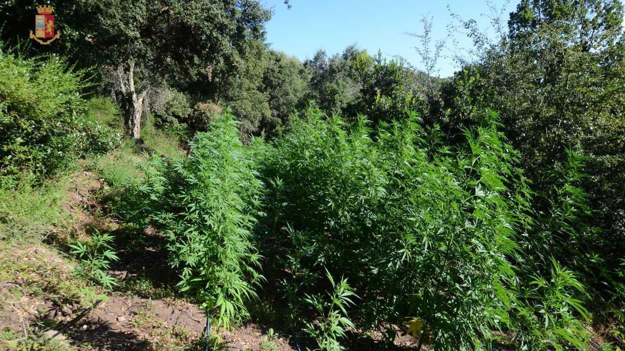 Mega piantagione di droga Ghilarzese arrestato a Teti 