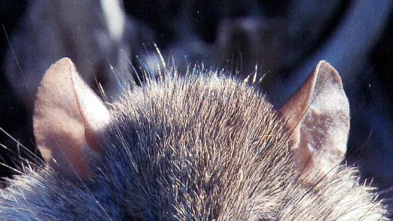 Morso da un topo, ma in mezza Gallura non trova l’antitetanica