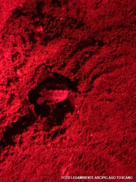 Una delle piccole tartarughe di Straccoligno