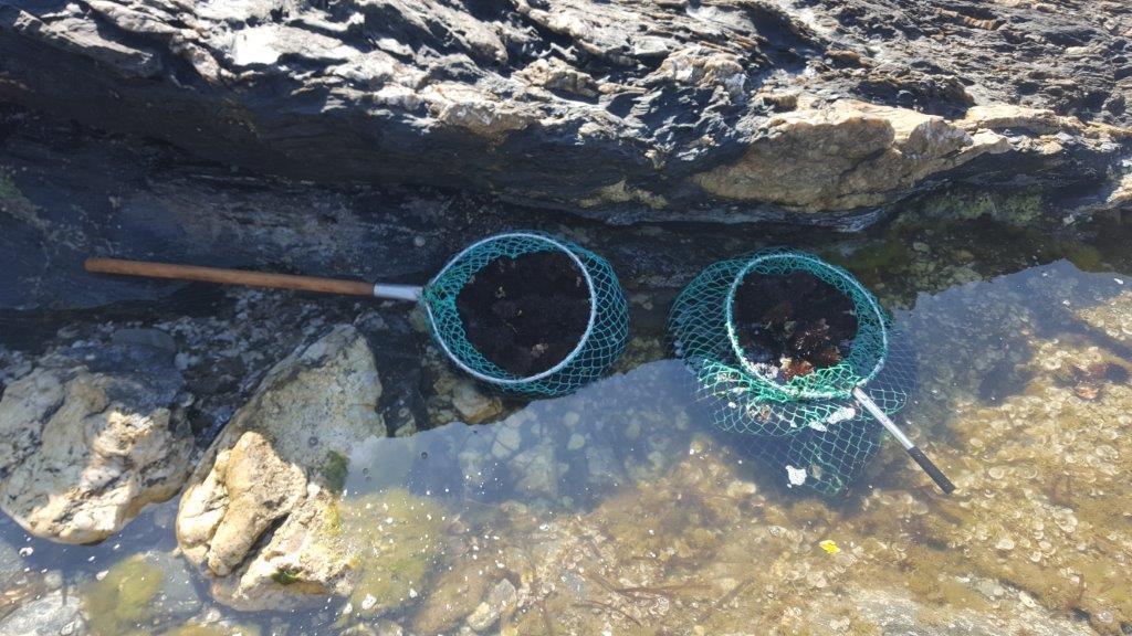 Ricciaio “inconsapevole” multato di 1000 euro 