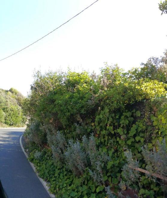 Alberi invadono la strada protesta dei residenti