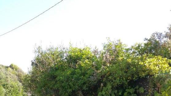 Alberi invadono la strada protesta dei residenti