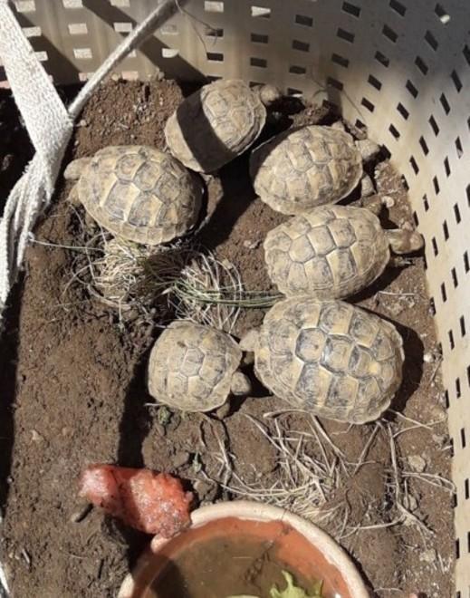«Le tartarughe di terra sono protette ma non c’è un ente che le accoglie»
