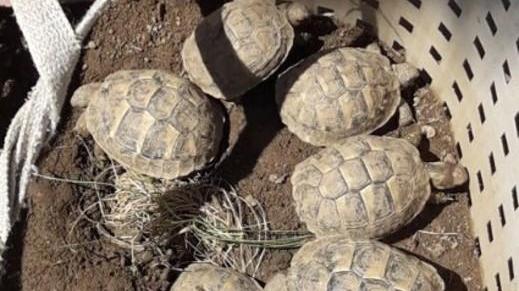 «Le tartarughe di terra sono protette ma non c’è un ente che le accoglie»