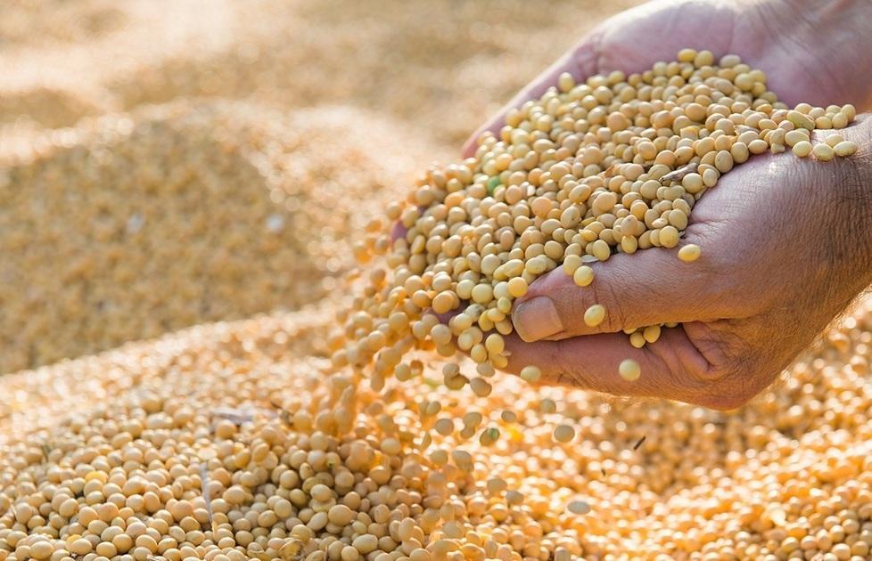 Il futuro dell’alimentazione è nelle proteine vegetali 