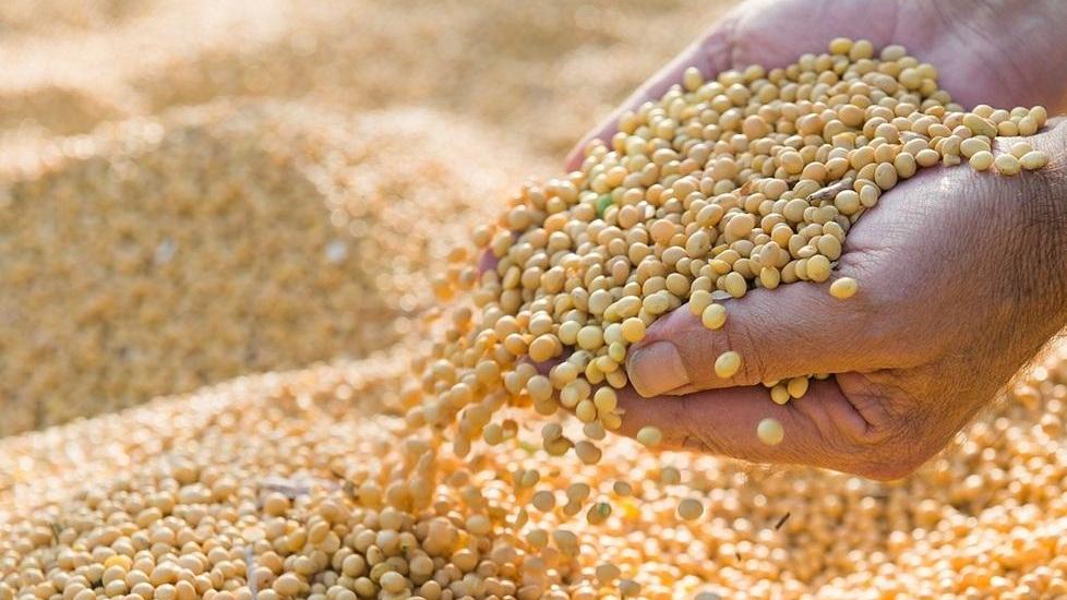 Il futuro dell’alimentazione è nelle proteine vegetali