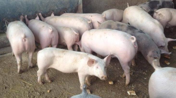 Suinicoltura, stop agli allevamenti domestici 