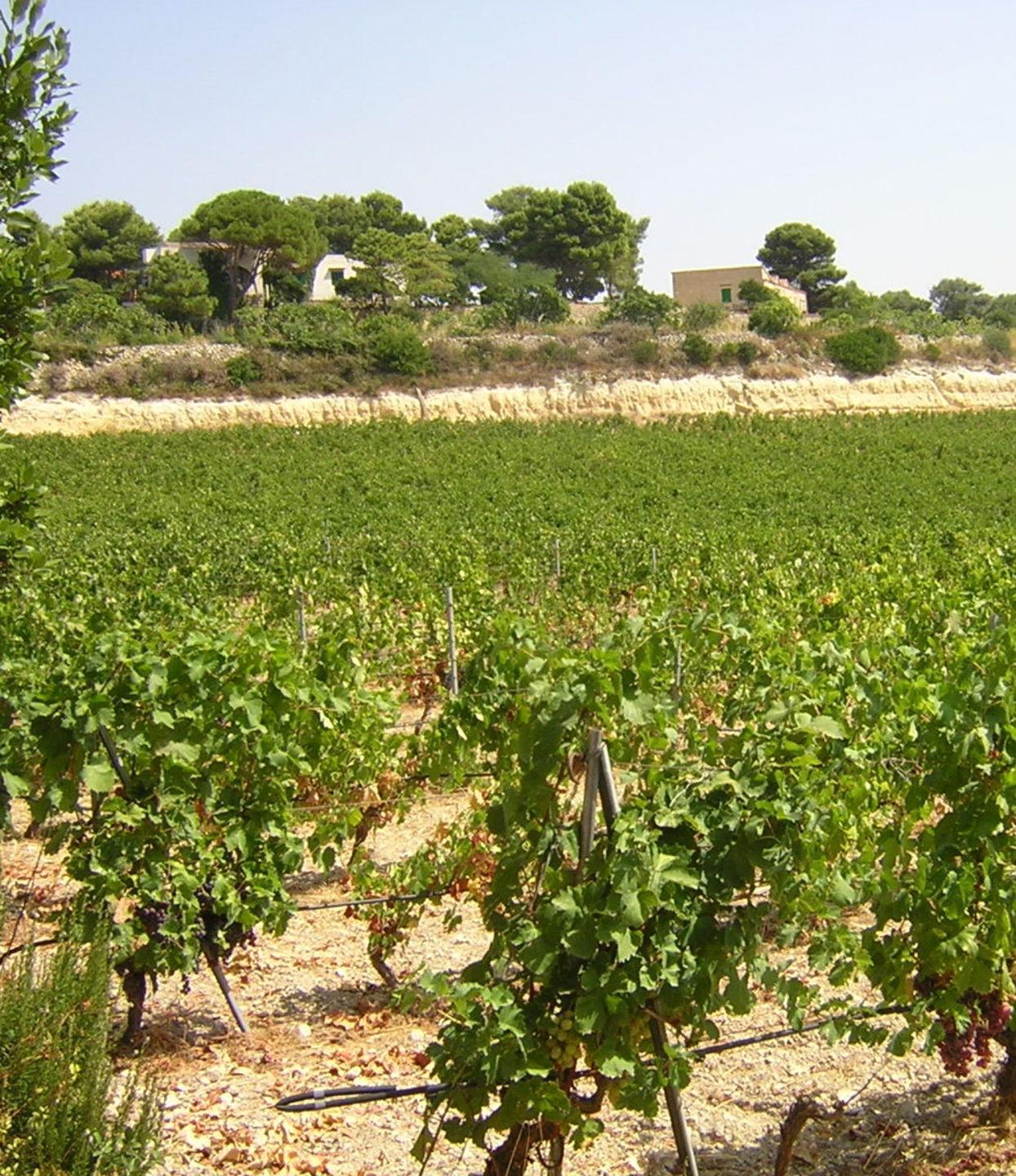 Le strade della Malvasia il vino del Mediterraneo 