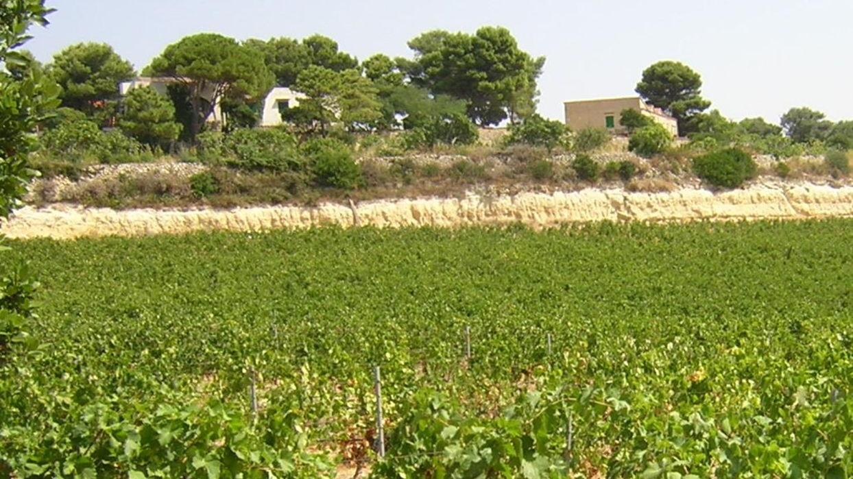 Le strade della Malvasia il vino del Mediterraneo 