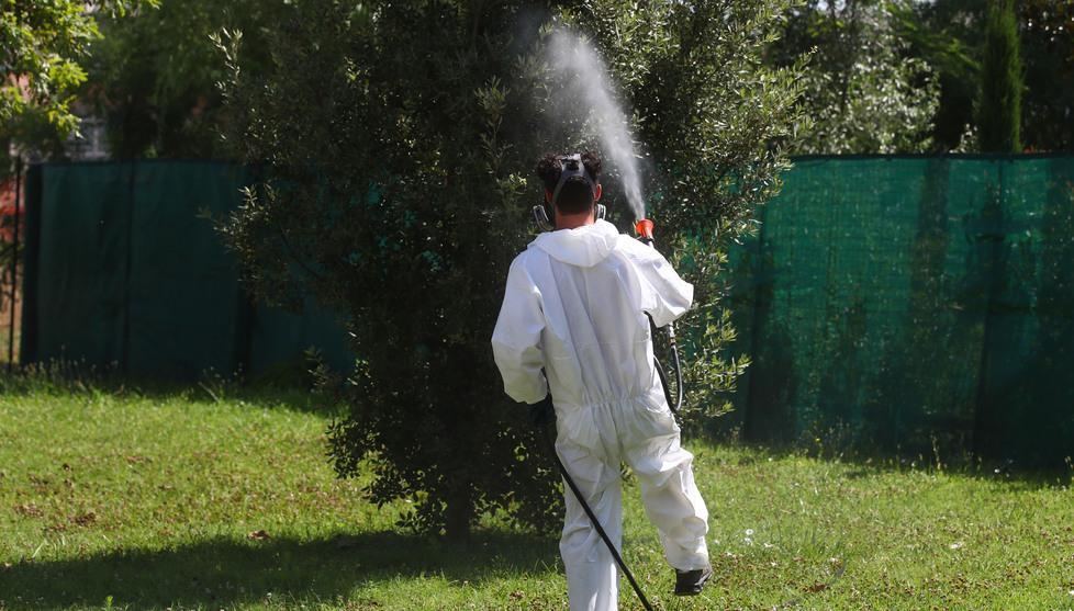 West Nile, la zanzara non dà tregua. Ghinelli: «Le infezioni aumenteranno» 