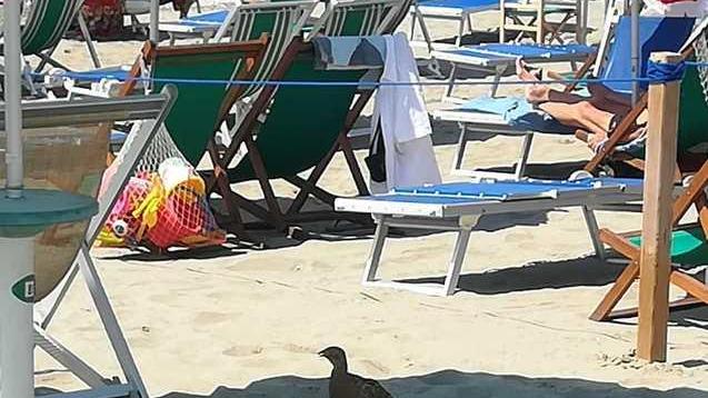 La fagiana “balneare” si rilassa all’ombra